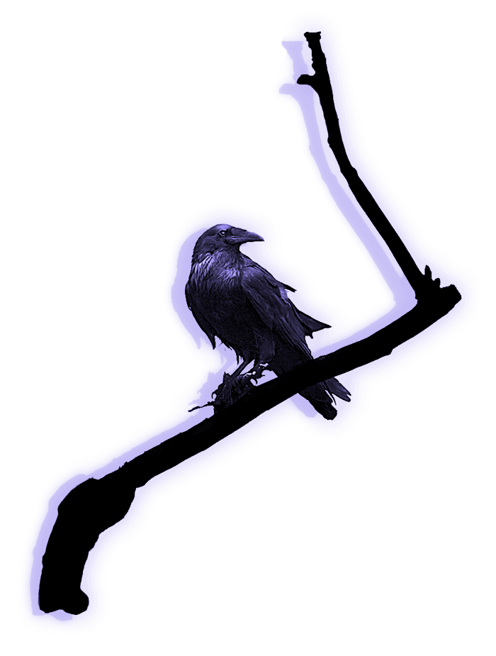 Raven on a branch